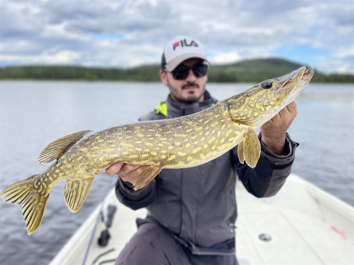 Brochet tenu sur un bateau en Suède