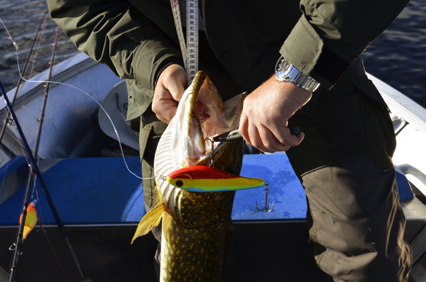 Buster Jerk coloris France