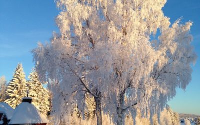 L’hiver en Laponie