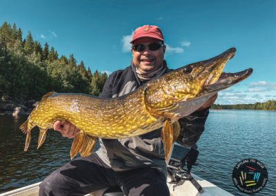 Gros brochet Suède