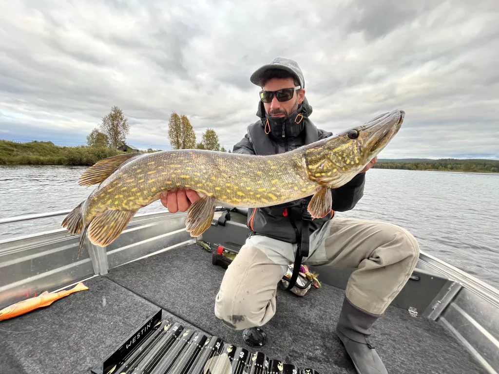 Brochet à la mouche en septembre